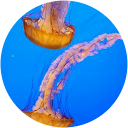 Chynna Gabotero profile picture